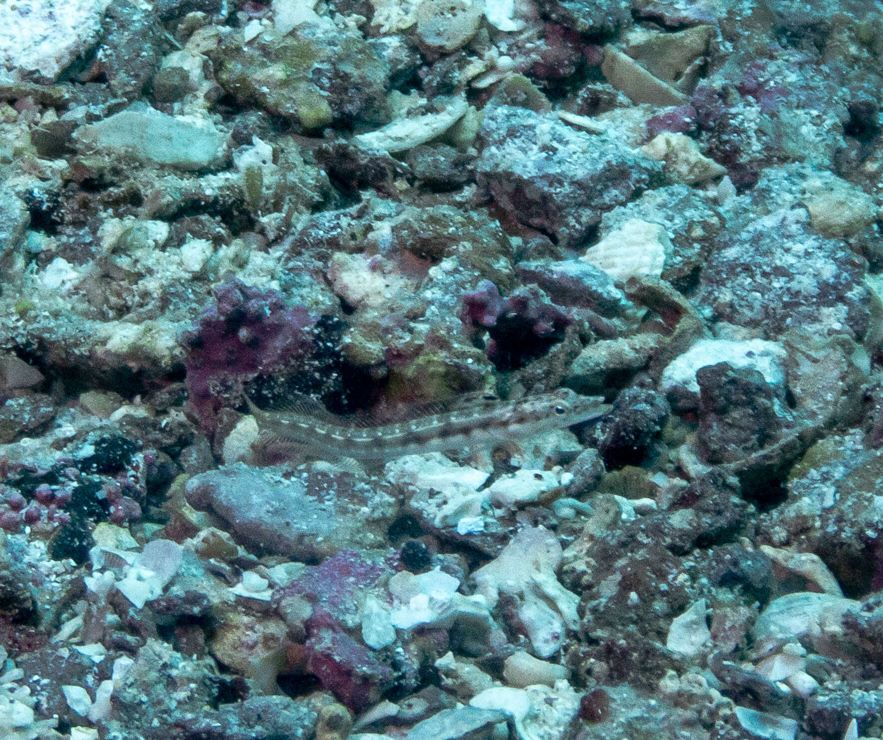 Image of Orangethroat pikeblenny