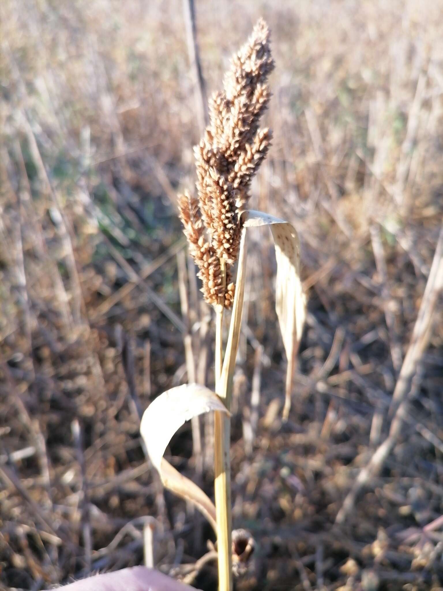 Echinochloa esculenta (A. Braun) H. Scholz resmi