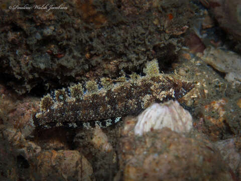 Sivun Paraclinus fasciatus (Steindachner 1876) kuva