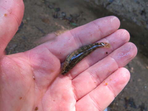 Image of Brighteye darter