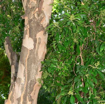 Image of Lavender tree