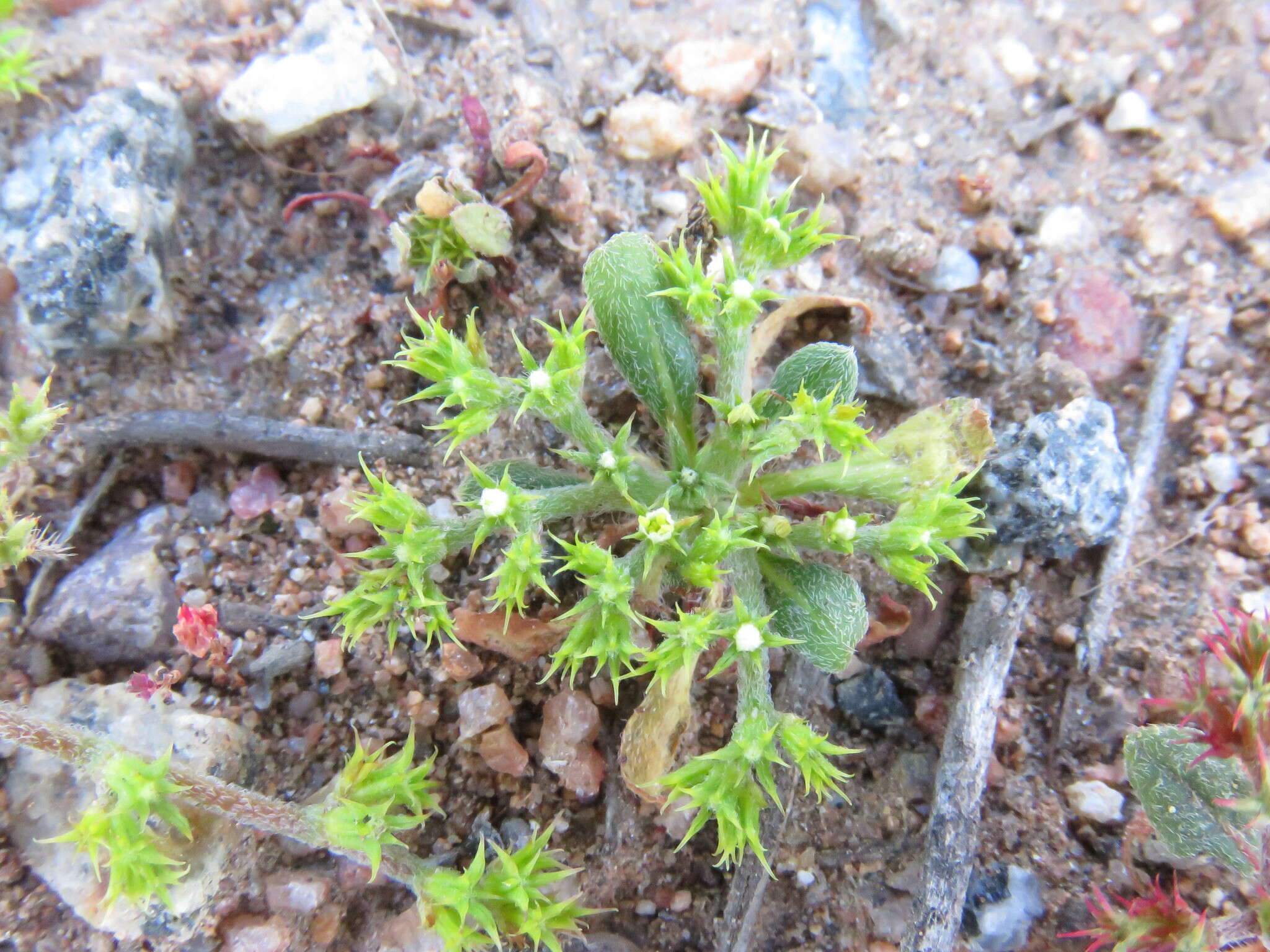 Image de Chorizanthe procumbens Nutt.