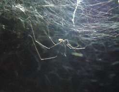 Image of Cellar spider