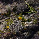 Image of Acacia acanthoclada subsp. acanthoclada