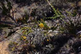 Imagem de Acacia acanthoclada subsp. acanthoclada