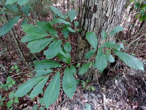 Asimina parviflora (Michx.) Dunal resmi