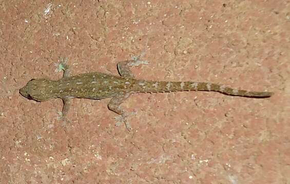 Image of Indo-Pacific gecko