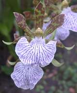 Image of Zygopetalum maculatum (Kunth) Garay