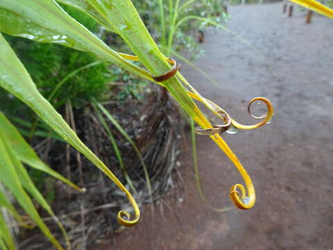 Imagem de Flagellaria neocaledonica Schltr.