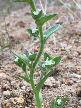 Plagiobothrys glomeratus A. Gray resmi