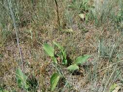 Imagem de Plantago cornuti Gouan