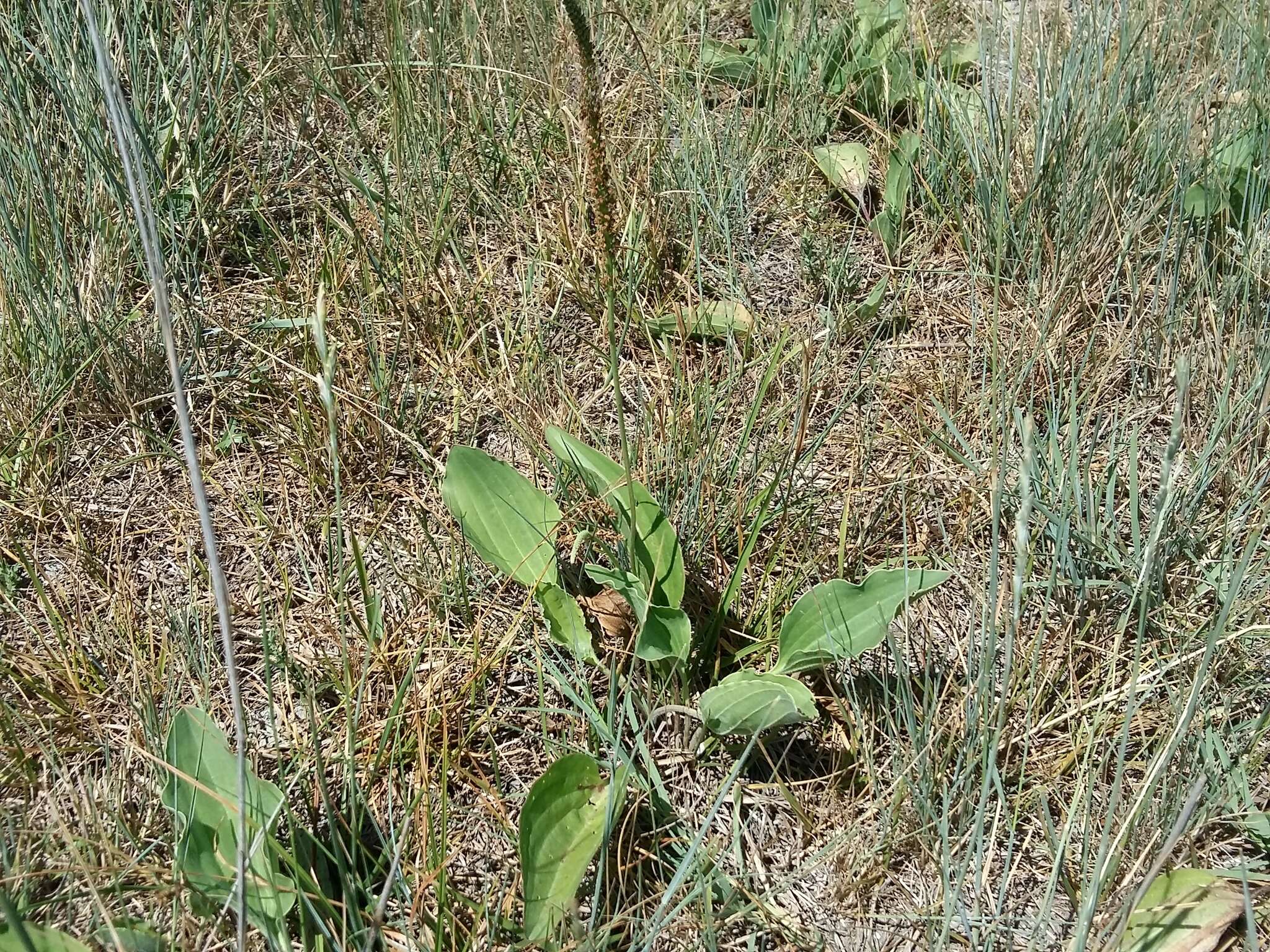 Imagem de Plantago cornuti Gouan