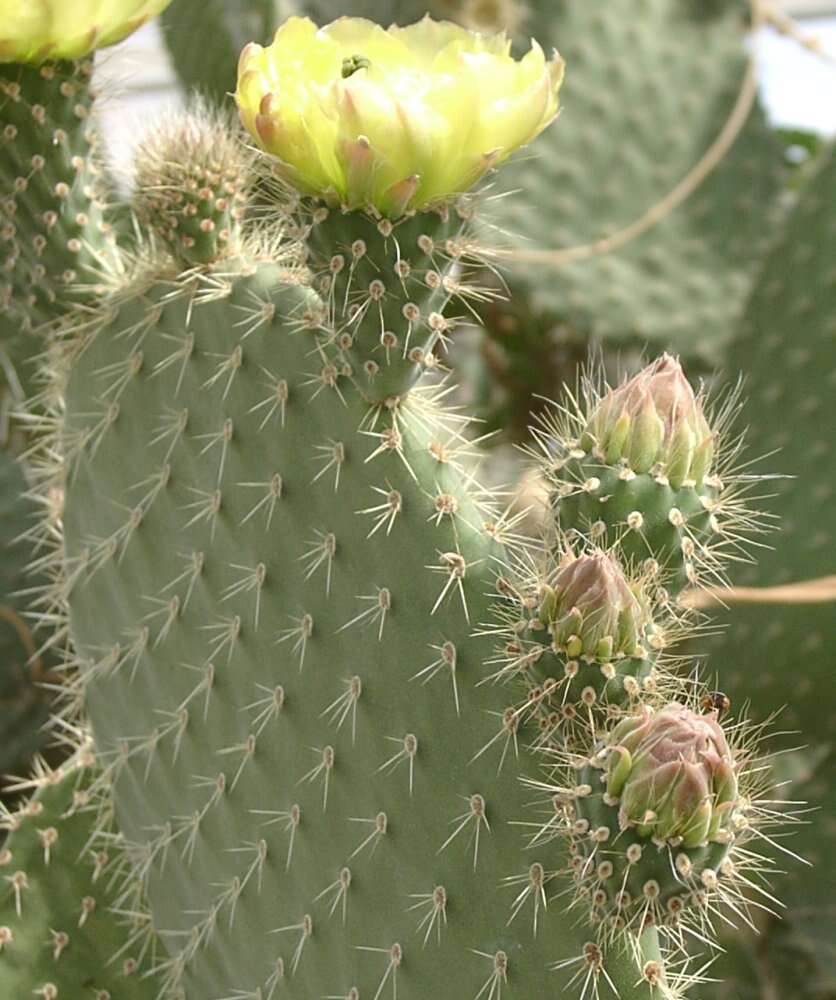 Plancia ëd Opuntia leucotricha DC.