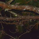 Image of Indian Giant Flying Squirrel