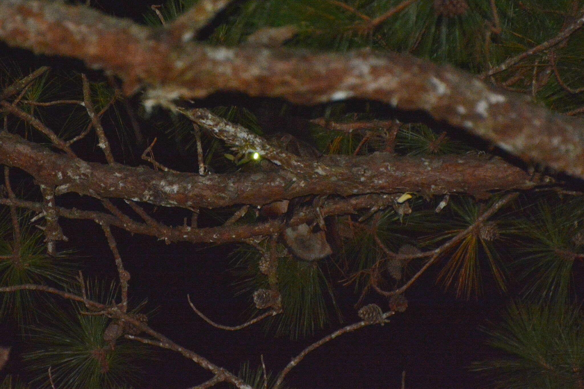 Image of Indian Giant Flying Squirrel