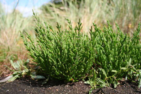 Image of glasswort