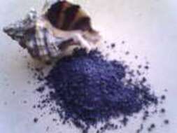 Image of banded dye-murex