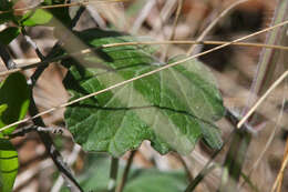 Imagem de Salvia roemeriana Scheele