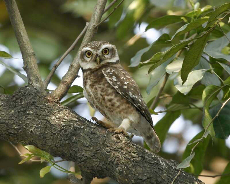 Image of Spotted Owlet