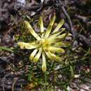 Imagem de Petrophile brevifolia Lindley