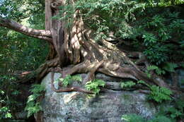 Image of English yew