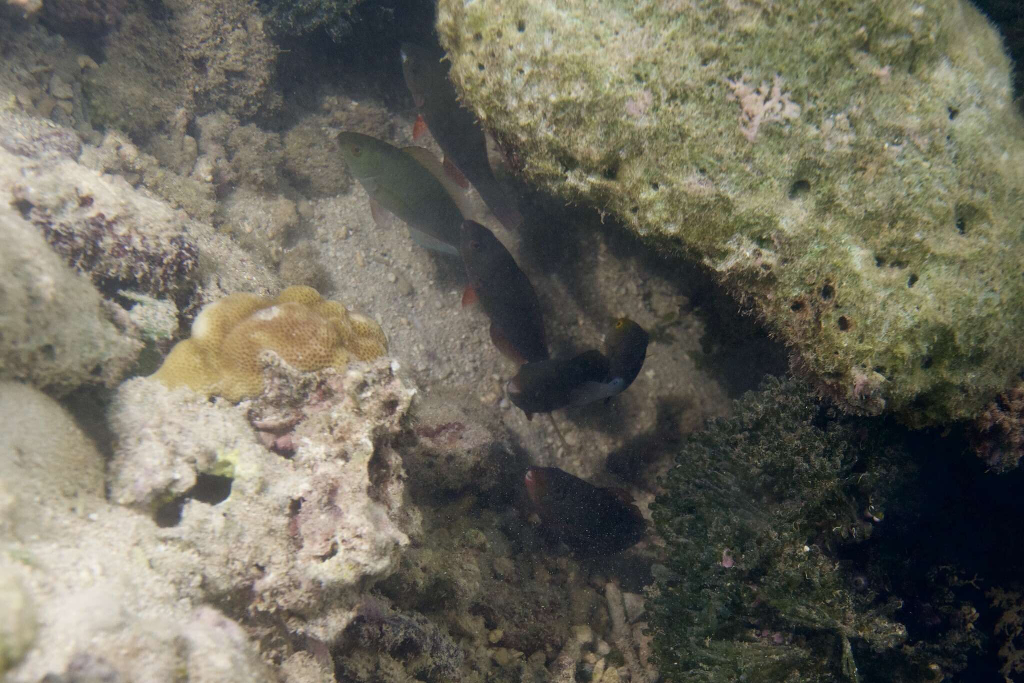 Image of Filament-finned Parrotfish