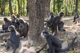 Image of Trachypithecus phayrei shanicus (Wroughton 1917)