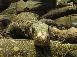 Image of Crocodile Monitor