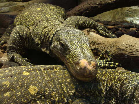 Image of Crocodile Monitor