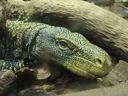 Image of Crocodile Monitor