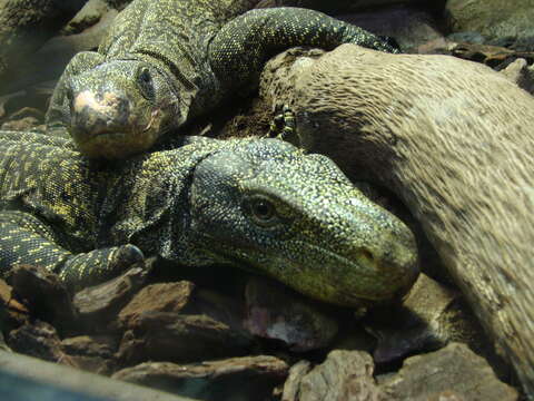 Image of Crocodile Monitor