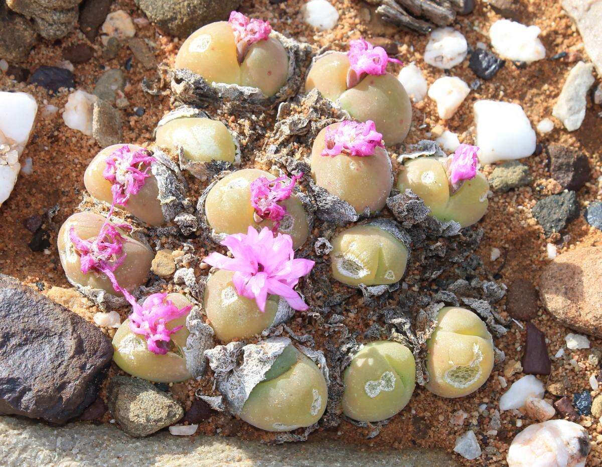 Image of Gibbaeum nuciforme Hartmann