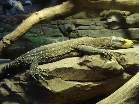 Image of Crocodile Monitor