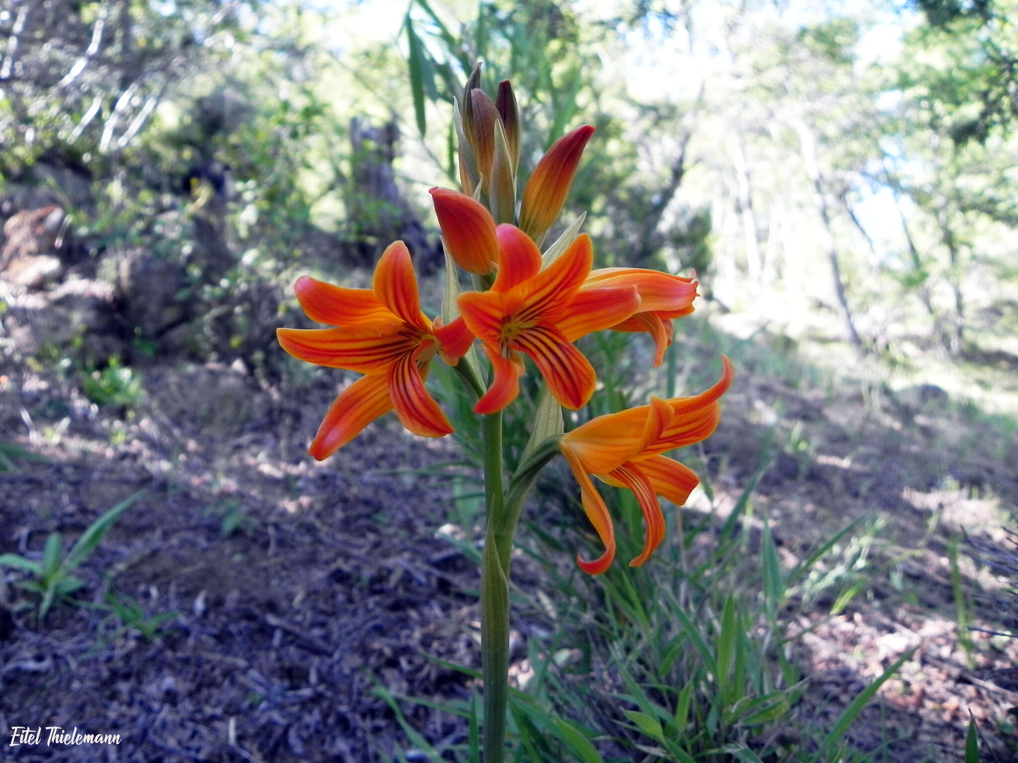 Image of Chloraea nudilabia Poepp.