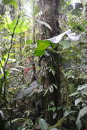 Image of Anthurium ravenii Croat & R. A. Baker