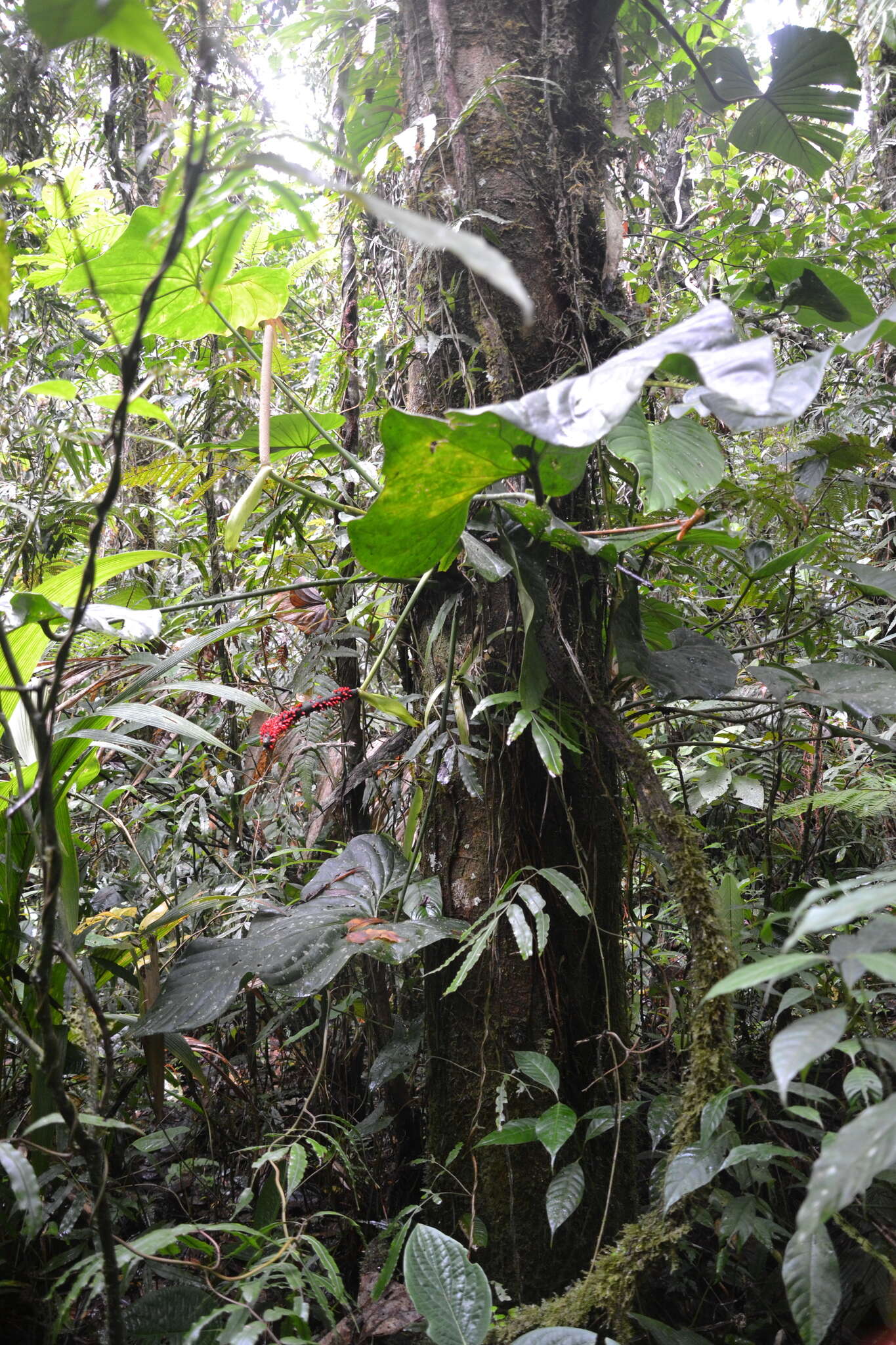 Image of Anthurium ravenii Croat & R. A. Baker