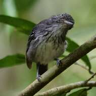 Image of Spot-crowned Antvireo