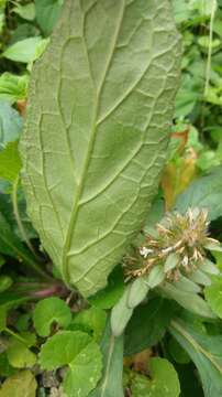 Image de Ajuga taiwanensis Nakai ex Murata