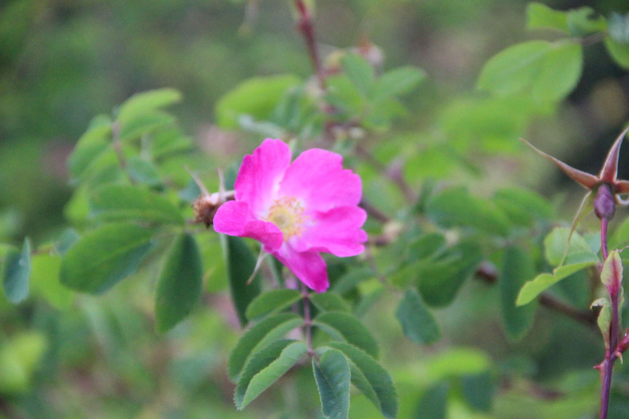 Rosa oxyodon Boiss. resmi