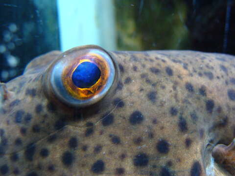 Image of Guinean Puffer