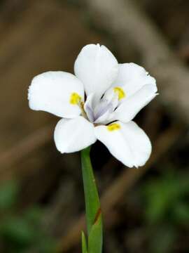 Image of Wild iris