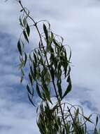 Image of fragrant ash