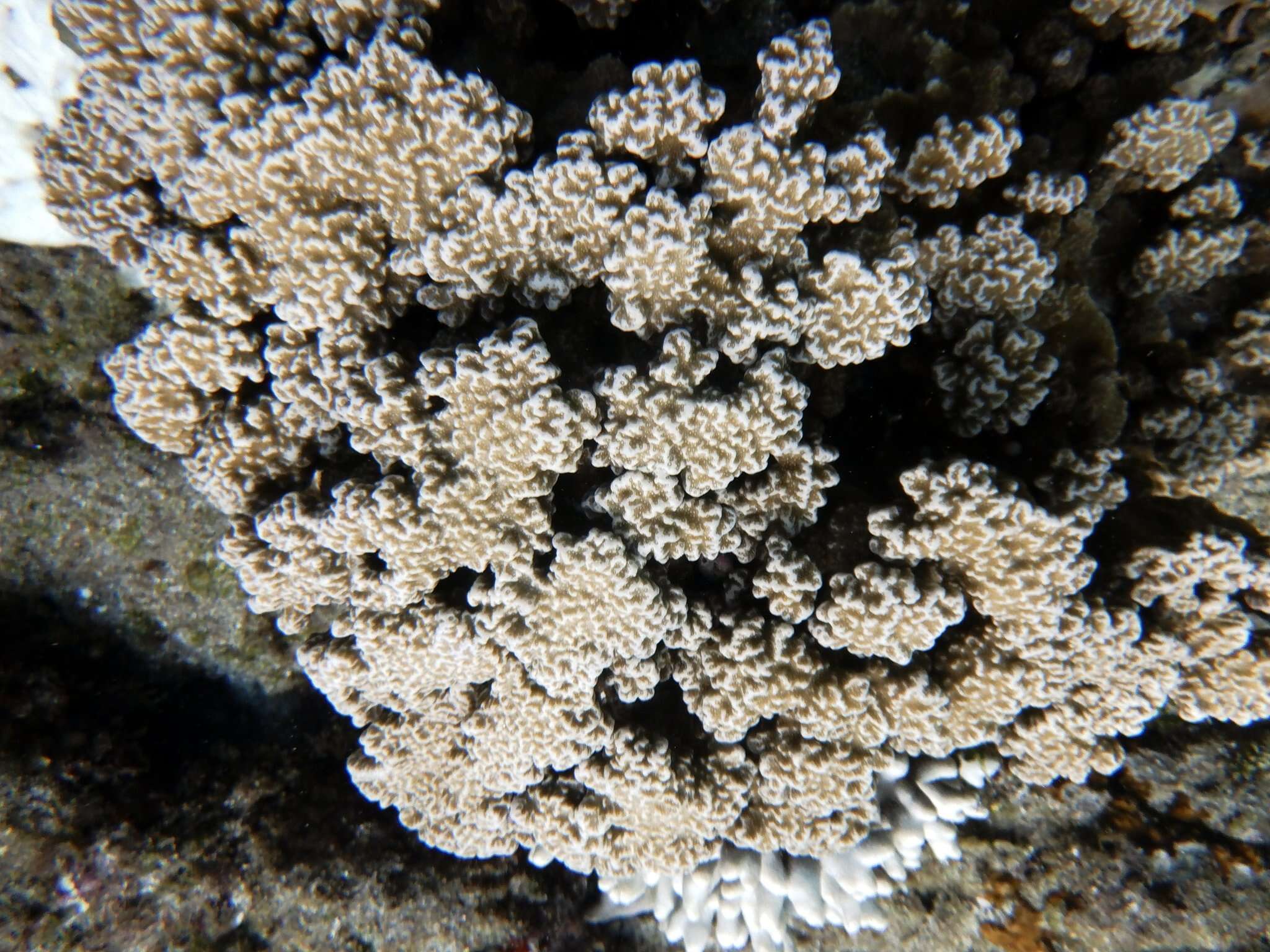 Image of Column coral
