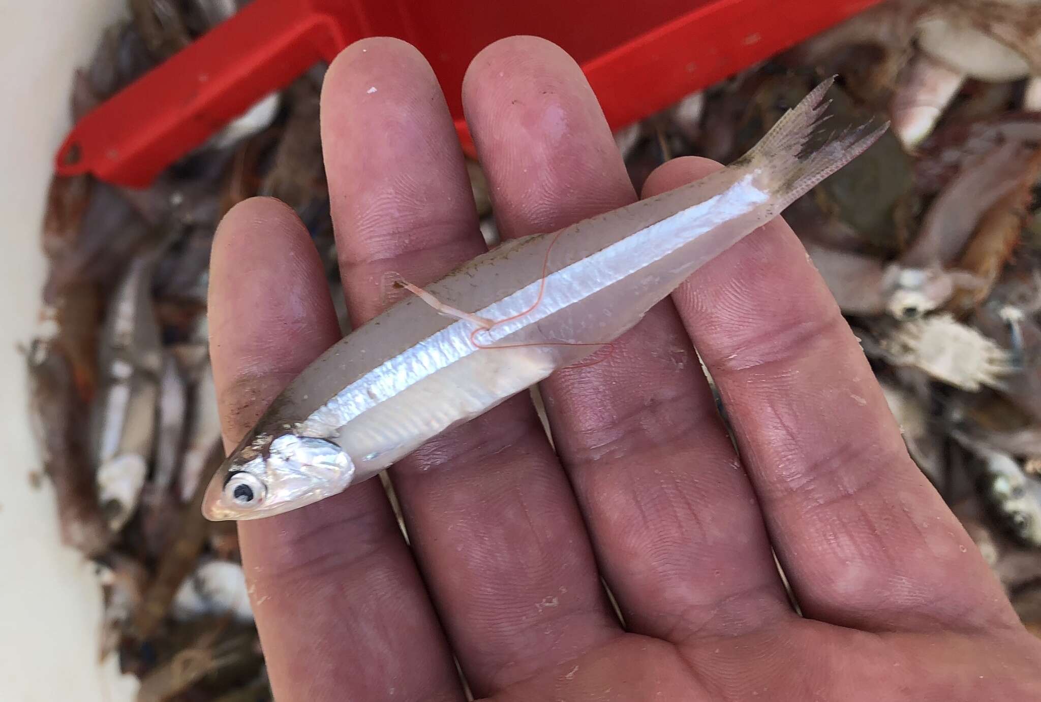 Image of Broad-striped Anchovy