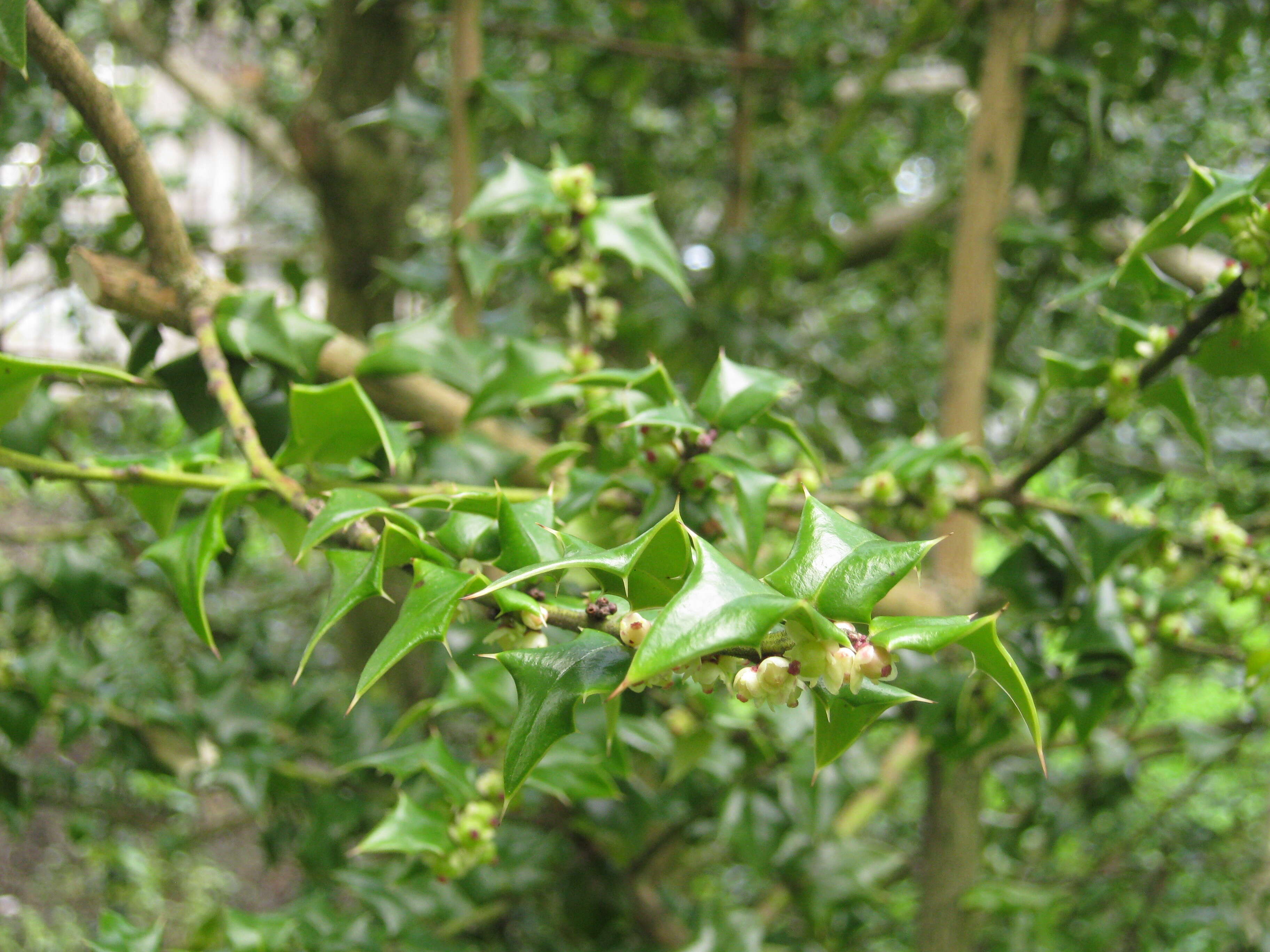 Image of Perny's Holly