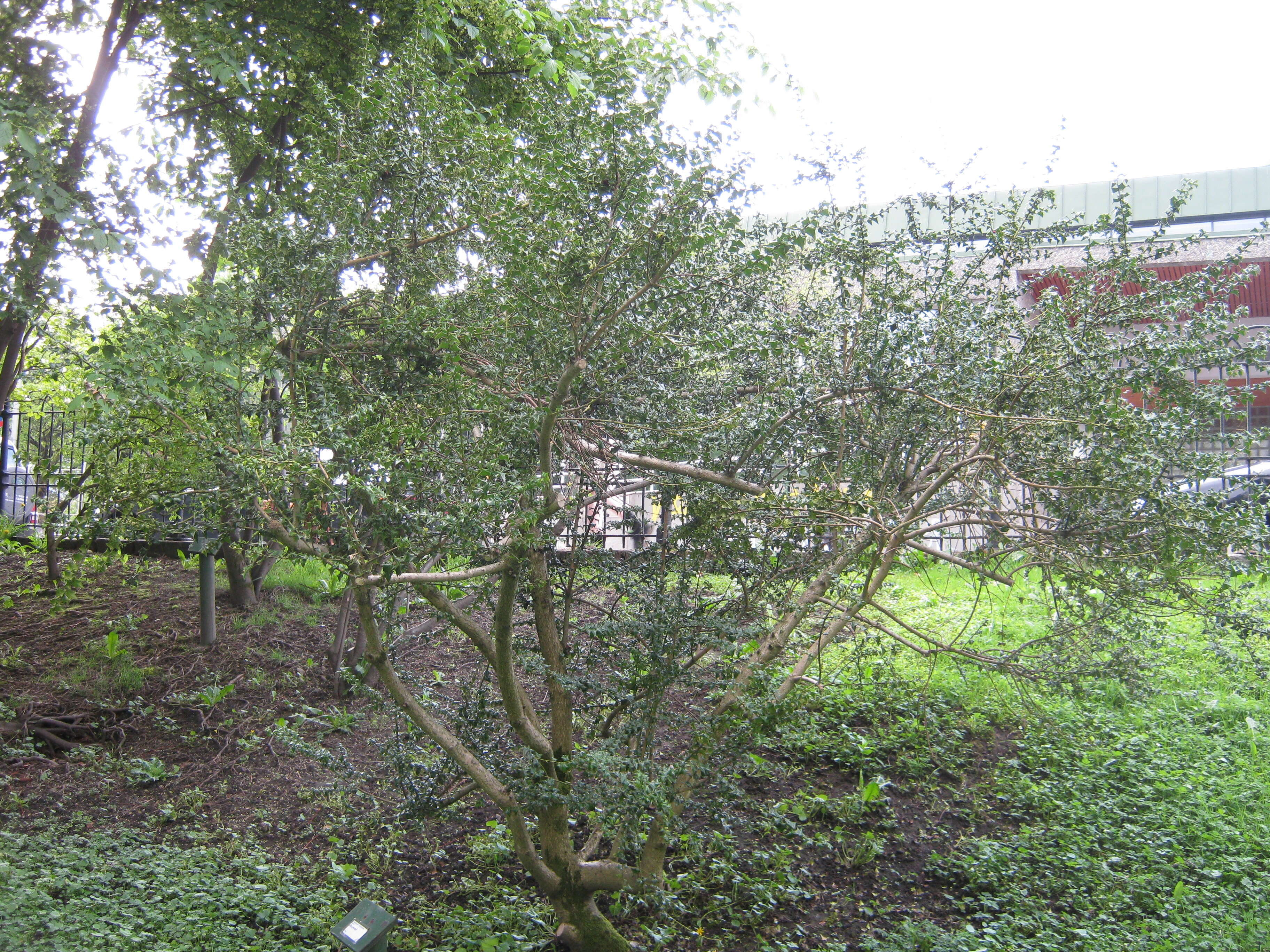 Image of Perny's Holly