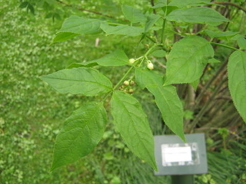 Image de Staphylea colchica Stev.