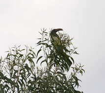 Image of Hemprich's Hornbill