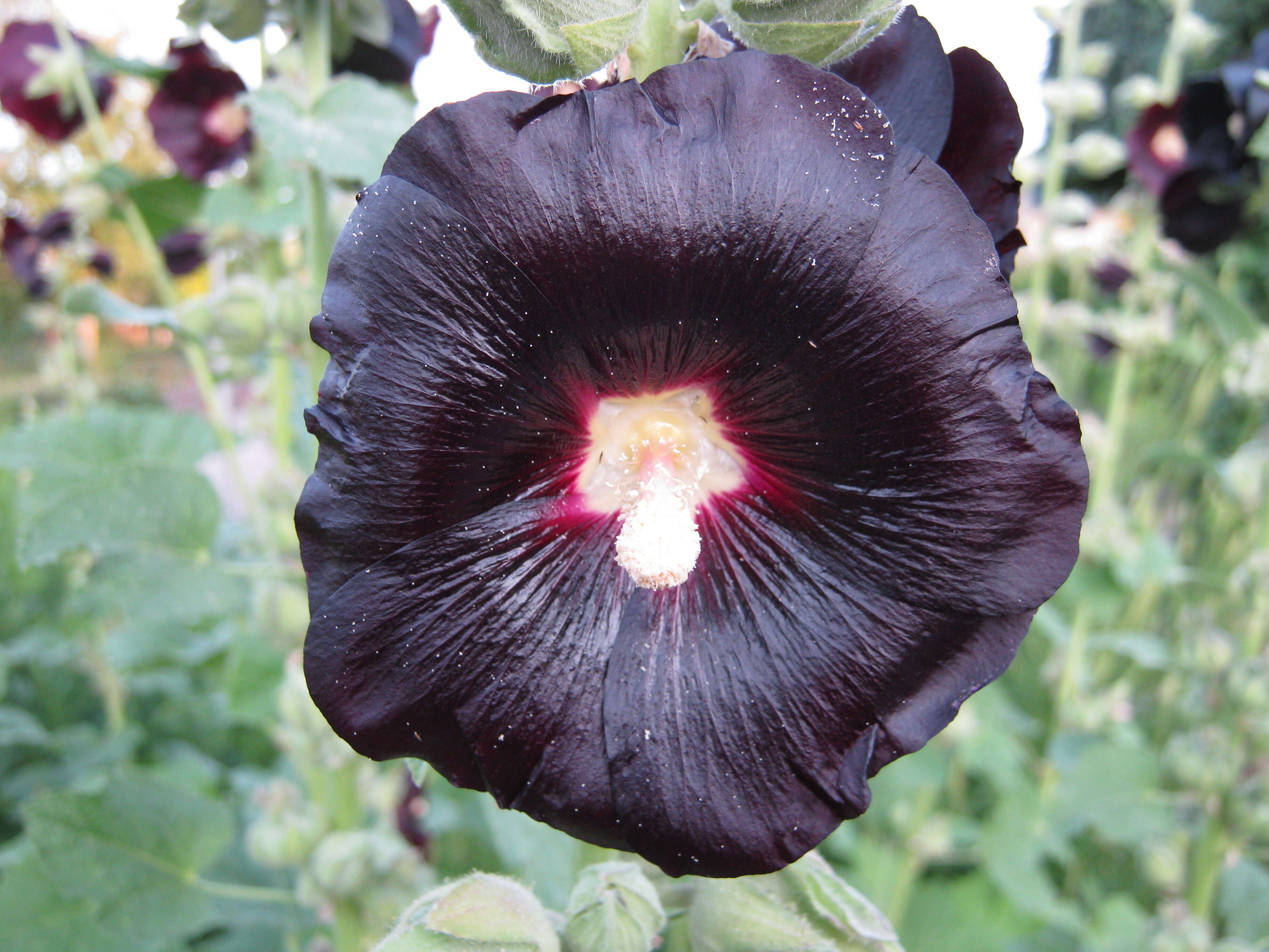 Image of hollyhock