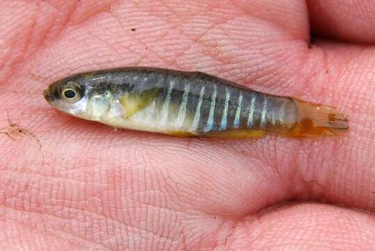 Image of Mediterranean Killifish